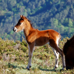 caballo potro asturcón yeguada Asturias pony