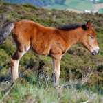 caballo potro asturcón yeguada Asturias pony