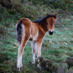 caballo potro asturcón yeguada Asturias pony