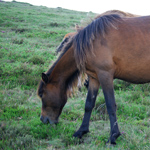 caballo potro asturcón yeguada Asturias pony