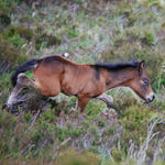 caballo potro asturcón yeguada Asturias pony