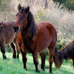 caballo potro asturcón yeguada Asturias pony