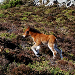 caballo potro asturcón yeguada Asturias pony