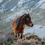 caballo potro asturcón yeguada Asturias pony