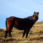 caballo potro asturcón yeguada Asturias pony