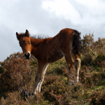 caballo potro asturcón yeguada Asturias pony