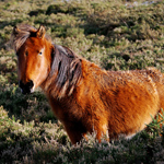 caballo potro asturcón yeguada Asturias pony