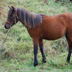 caballo potro asturcón yeguada Asturias pony