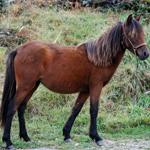 caballo potro asturcón yeguada Asturias pony