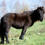 caballo potro asturcón yeguada Asturias pony