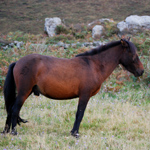 caballo potro asturcón yeguada Asturias pony