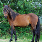 caballo potro asturcón yeguada Asturias pony