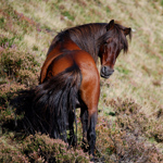 caballo semental asturcón yeguada Asturias pony