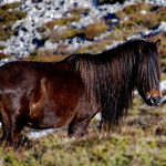 caballo semental asturcón yeguada Asturias pony