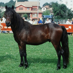 caballo semental asturcón yeguada Asturias pony