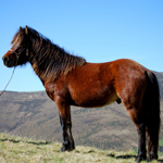 caballo semental asturcón yeguada Asturias pony