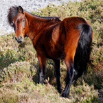 caballo semental asturcón yeguada Asturias pony