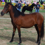 caballo asturcón yeguada