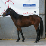 caballo asturcón yeguada