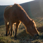 caballo asturcón yeguada