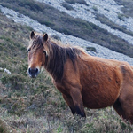 caballo asturcón yeguada