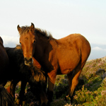 caballo asturcón yeguada