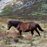 caballo asturcón yeguada