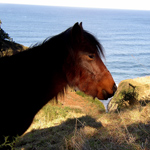 caballo asturcón yeguada