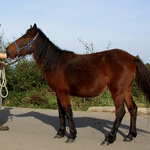 caballo asturcón yeguada