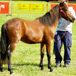 caballo asturcón yeguada