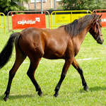 caballo asturcón yeguada