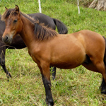 caballo asturcón yeguada