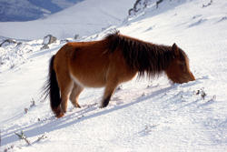 asturcón nieve Buseco