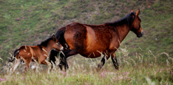 asturcón potro castaño