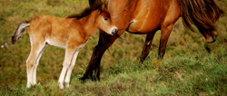 asturcón potro castaño