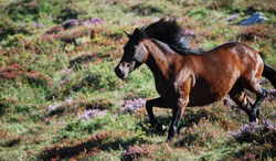 caballo asturón pony 