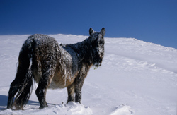 asturcón nieve caballo