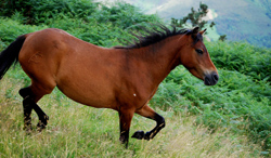 asturcón caballo castaño