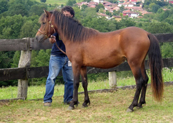 caballo semental asturcón yeguada Asturias pony