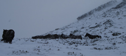 asturcón nieve caballo