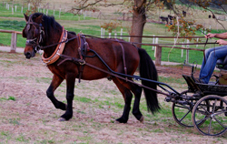 asturcón Buseco deporte enganche caballo