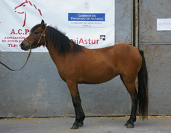 Baradoira II campeona de la raza en 2011 a los 3 años de edad.